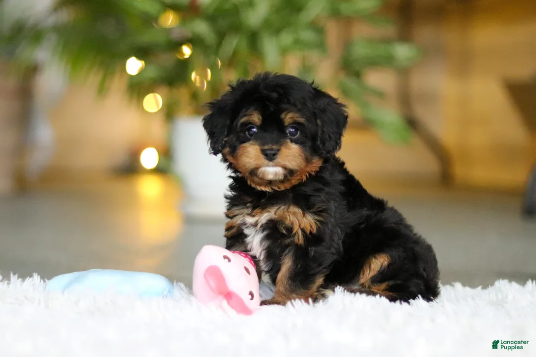 Cavapoo dogs for sale: Callie - Ad 1