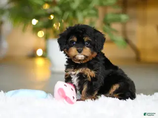Cavapoo dogs Callie - Ad 4