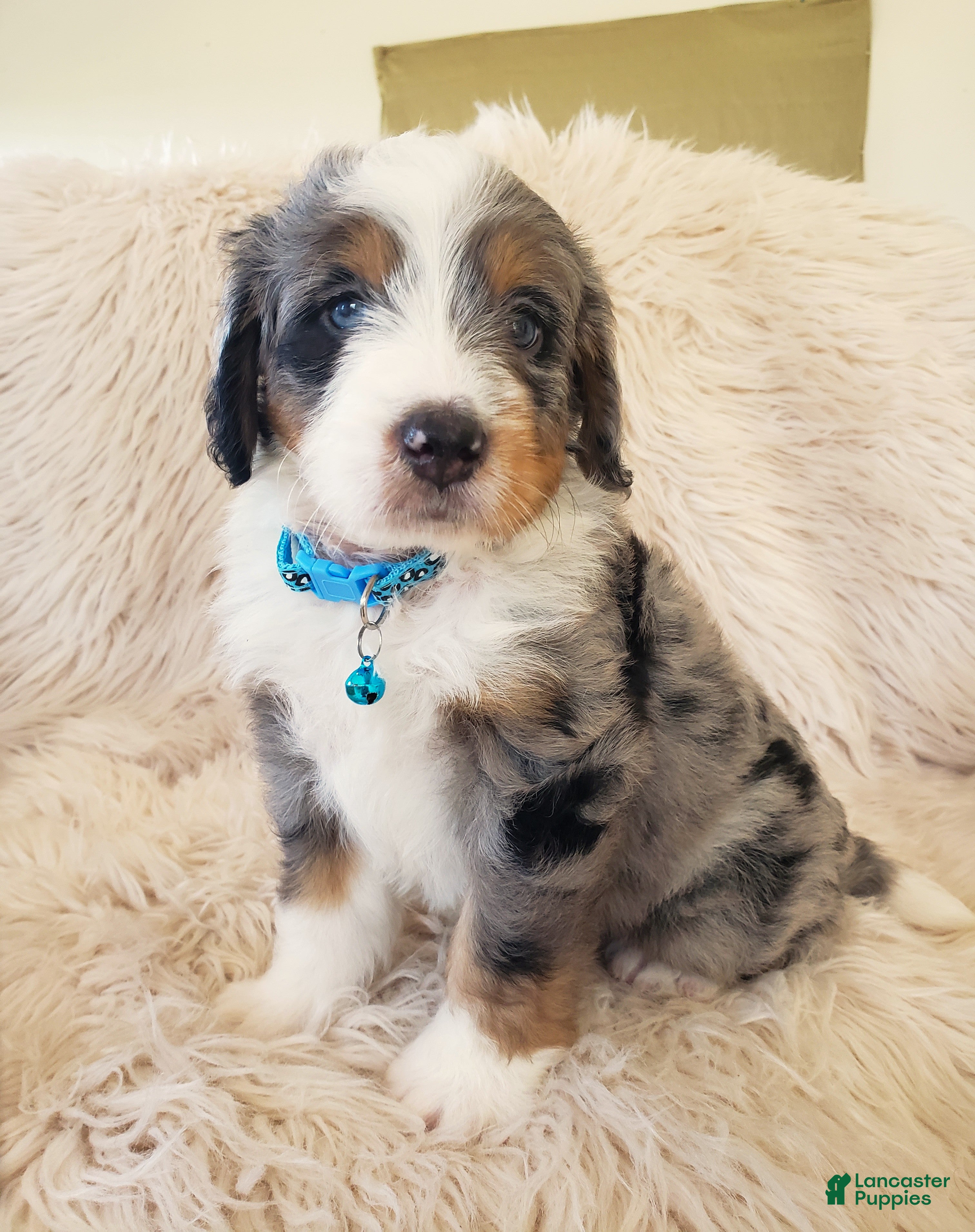 Mini Bernedoodle dogs JAX - Ad 2