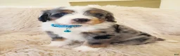 Mini Bernedoodle dogs for sale: JAX - Ad 4