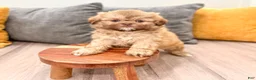 Shih Tzu dogs for sale: Jenny - Ad 4