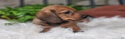 Miniature Dachshund dogs for sale: Butterscotch 💞 - Ad 6