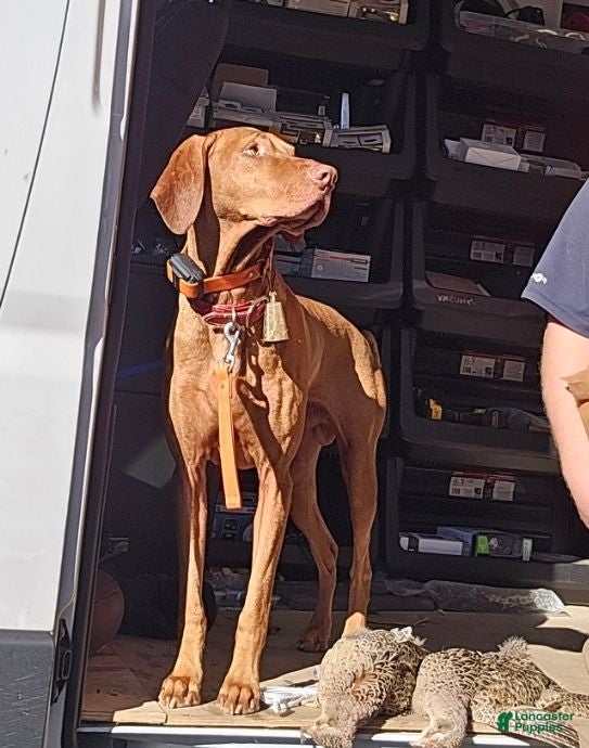 Vizsla dogs Red the stud  - Ad 42