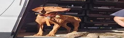 Vizsla dogs for stud: Red the stud  - Ad 1