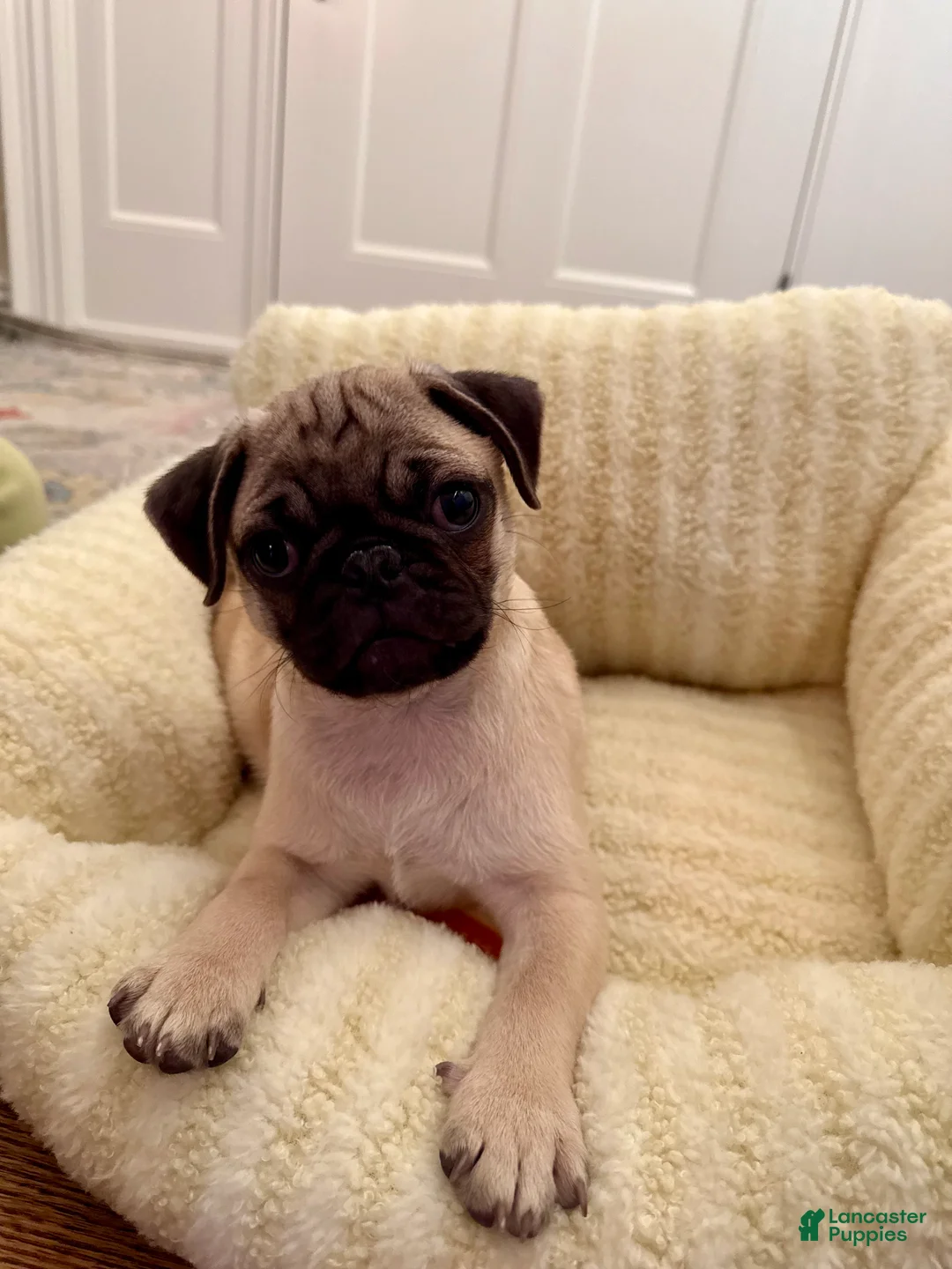 Pug dogs for sale: Pug Puppy 1 - Ad 2