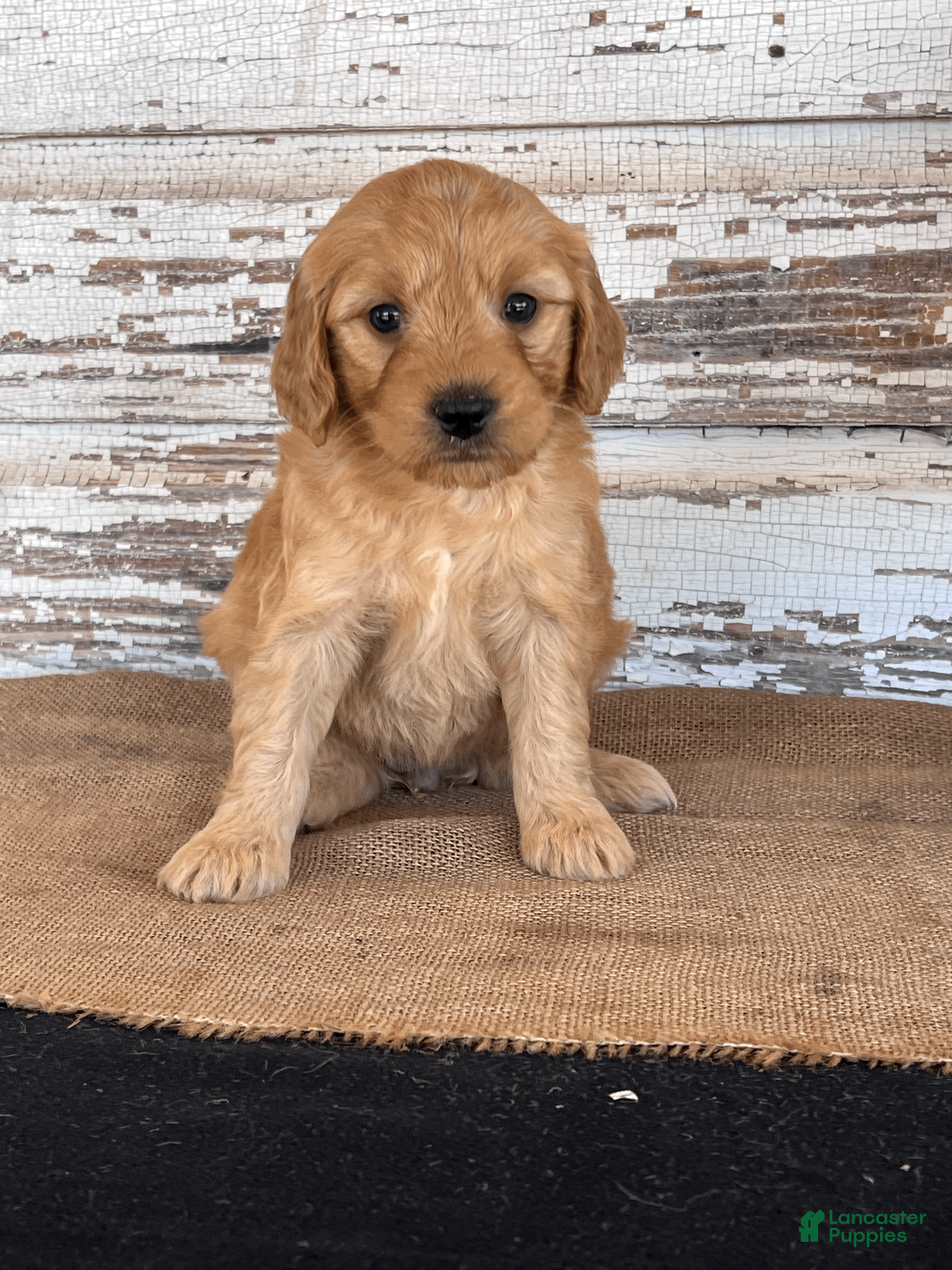 Mini Goldendoodle dogs for sale: Jada - Ad 1