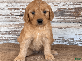 Mini Goldendoodle dogs Jada - Ad 20