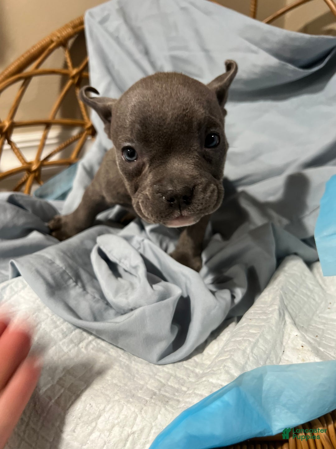American Bully dogs for sale: American Bully Puppy 4 - Ad 1