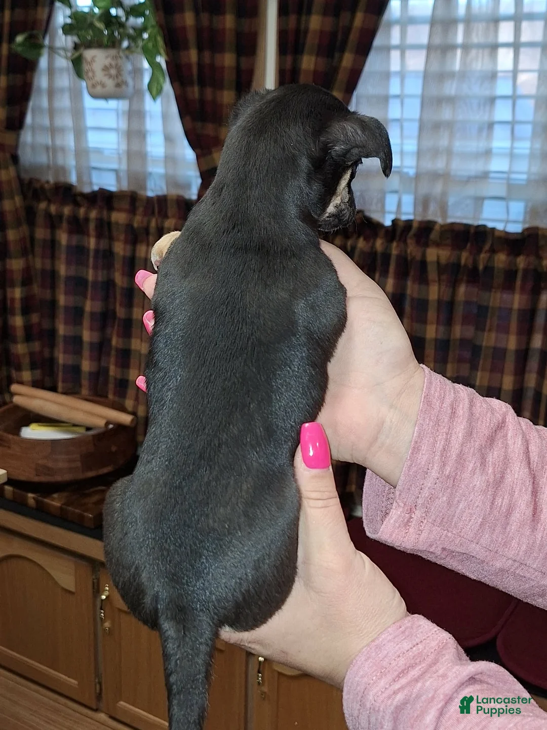 Chihuahua dogs for sale: Nacho sm toy  - Ad 8