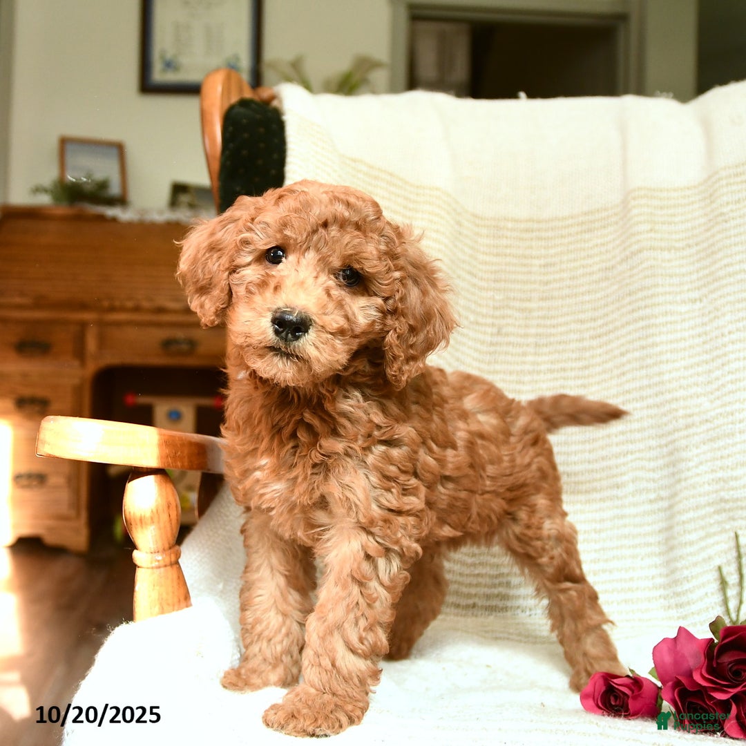 F1b Goldendoodle Jackson Nj Goldendoodle Puppies For Sale In York