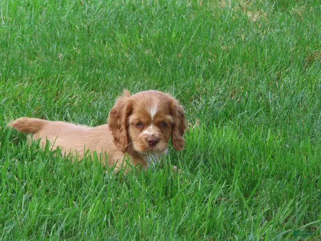 Cocker Spaniel dogs Mocha - Ad 2