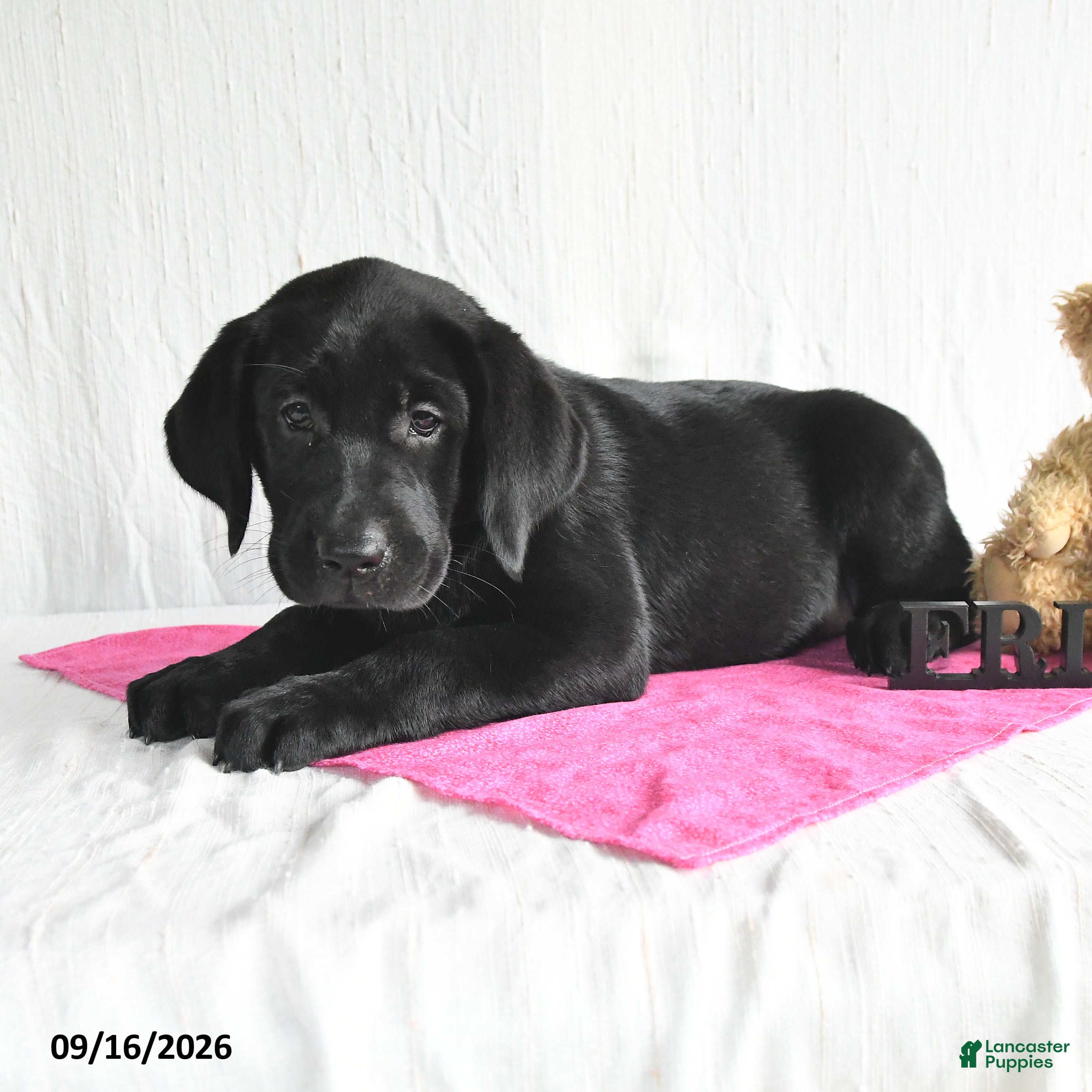 Labrador Retriever dogs Koko - Ad 2