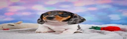 Miniature Dachshund dogs for sale: Prince - Ad 6