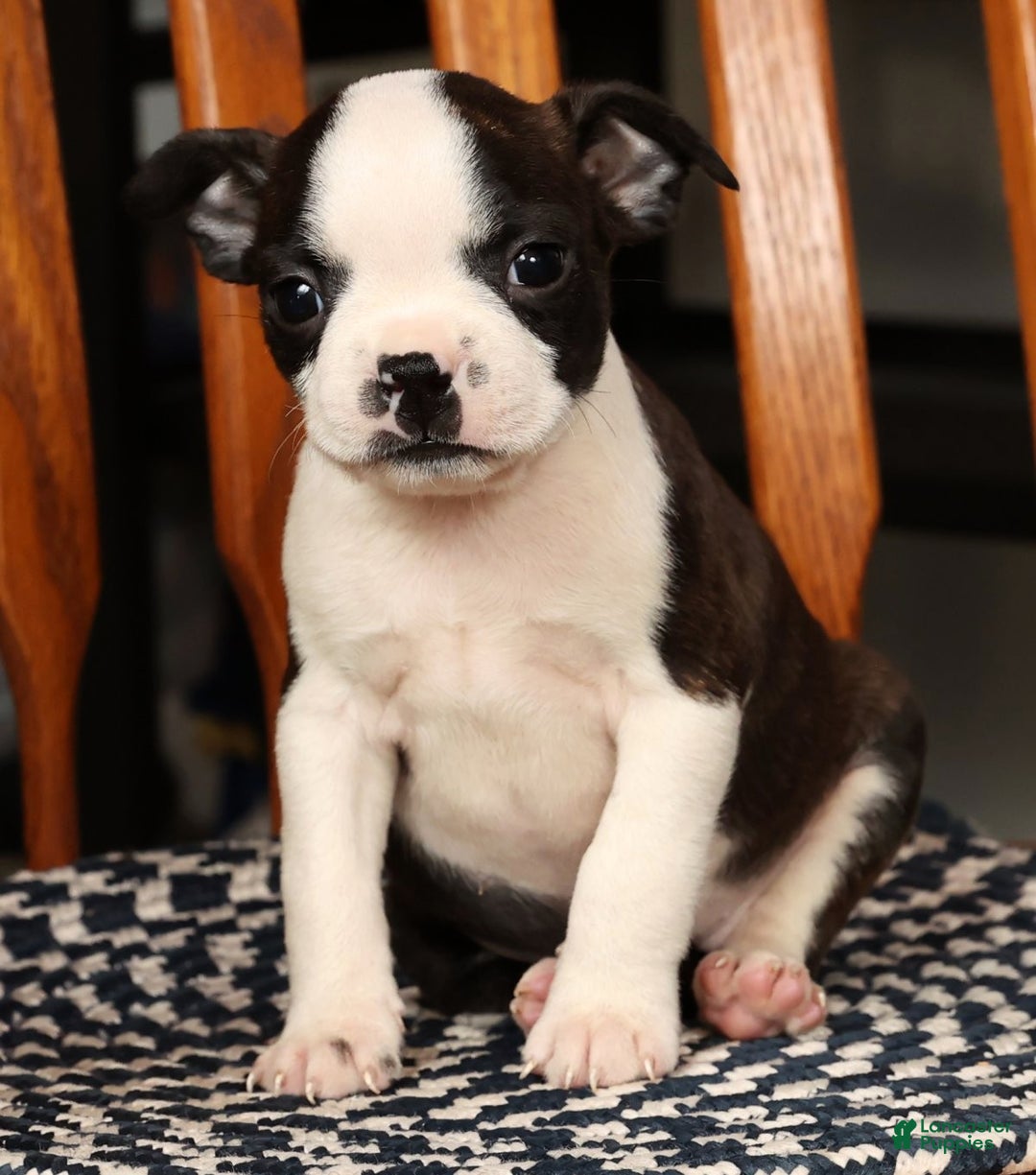 Boston Terrier dogs for sale: Susie - Ad 9