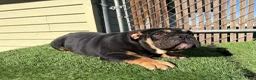 English Bulldog dogs for sale: KINGSTON – Black Tan Tri Loverboy in LA, CA - Ad 18