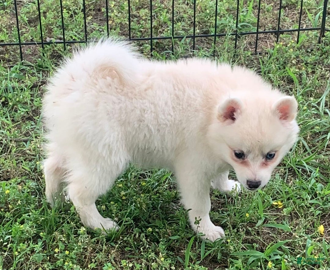 Alaskan Klee Kai dogs for sale: Fluffy Lil Tiki - Ad 2
