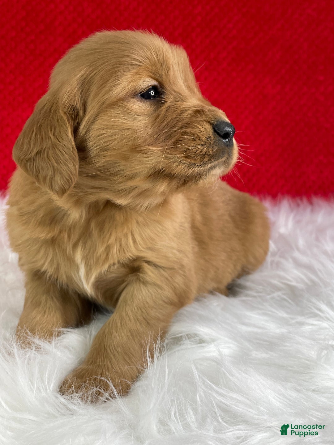Golden Retriever dogs for sale: Belle - Ad 2