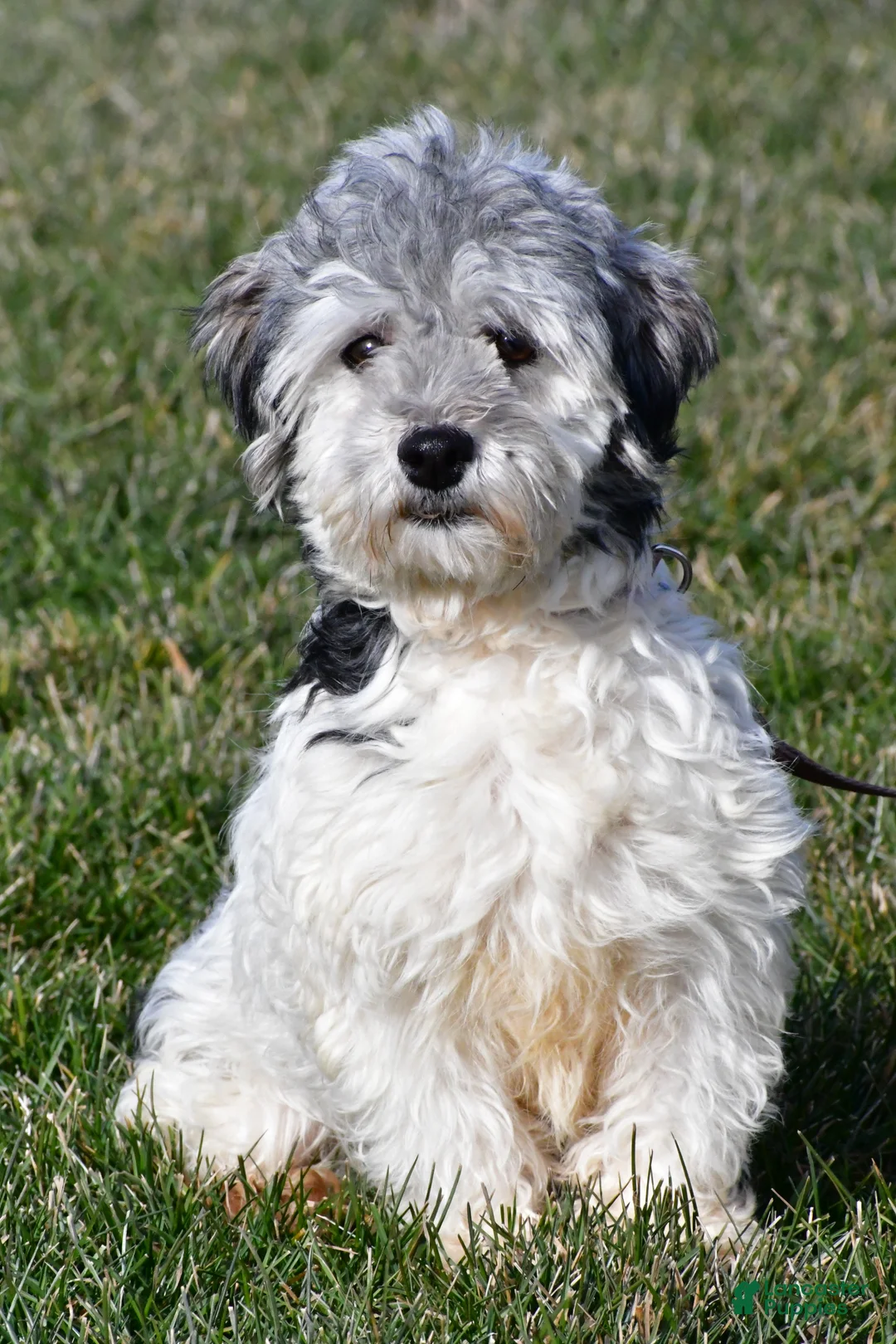 Havanese dogs for sale: Carson - Ad 8