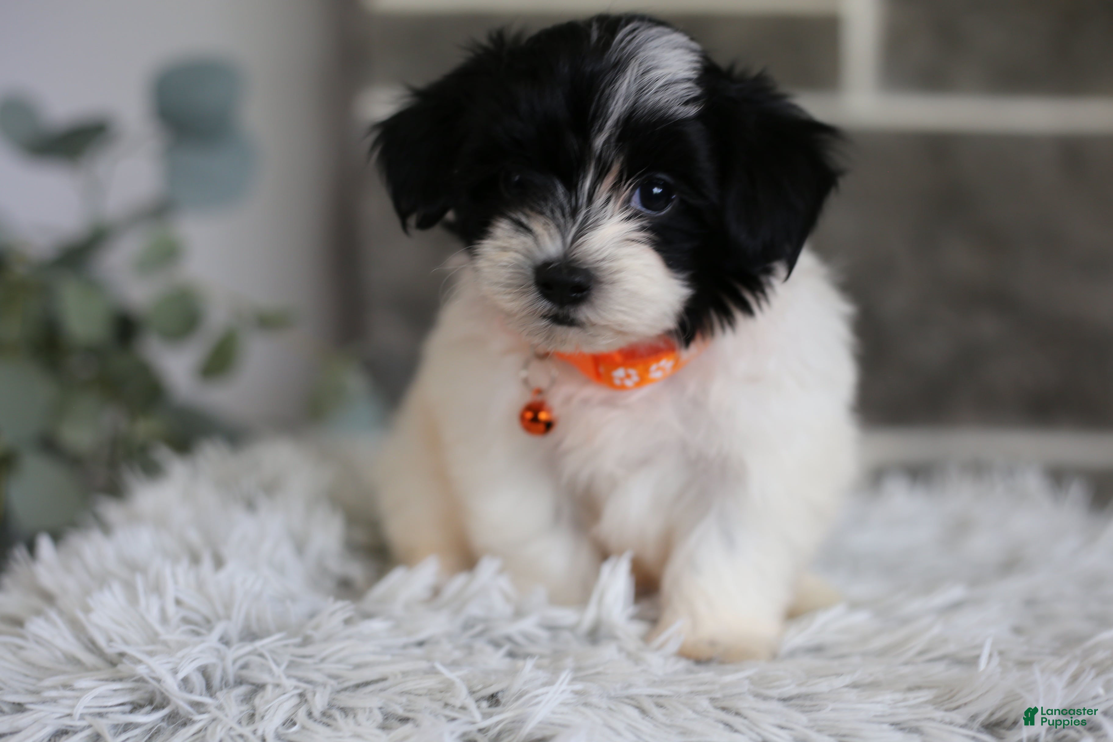 Maltipoo dogs Tiny - Ad 1