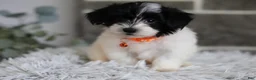 Maltipoo dogs for sale: Tiny - Ad 11