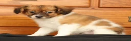 Papillon dogs for sale: Mason - Ad 9