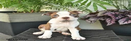 Boston Terrier dogs for sale: Rosa  - Ad 3
