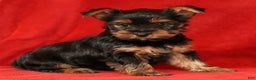 Yorkshire Terrier dogs for sale: Chocolate - Ad 4