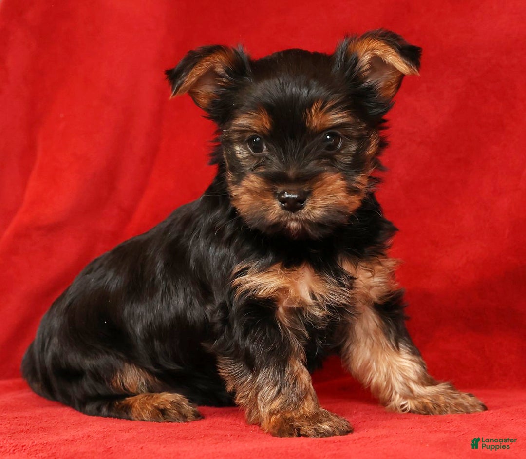 Yorkshire Terrier dogs for sale: Chocolate - Ad 4