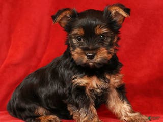 Yorkshire Terrier dogs Chocolate - Ad 31