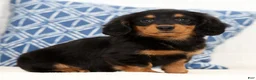Miniature Dachshund dogs for sale: Harley - Ad 4