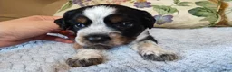 English Springer Spaniel dogs for sale: Jo - Ad 5