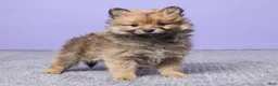 Pomeranian dogs for sale: Sammy - Ad 4