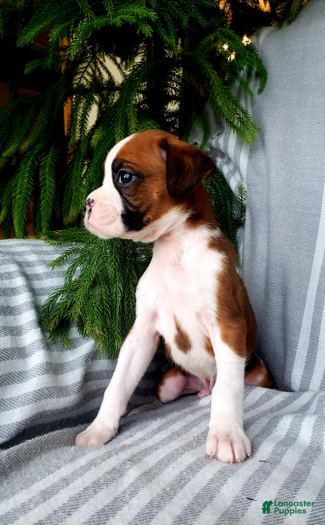 Boxer dogs for sale: Anson - Ad 2