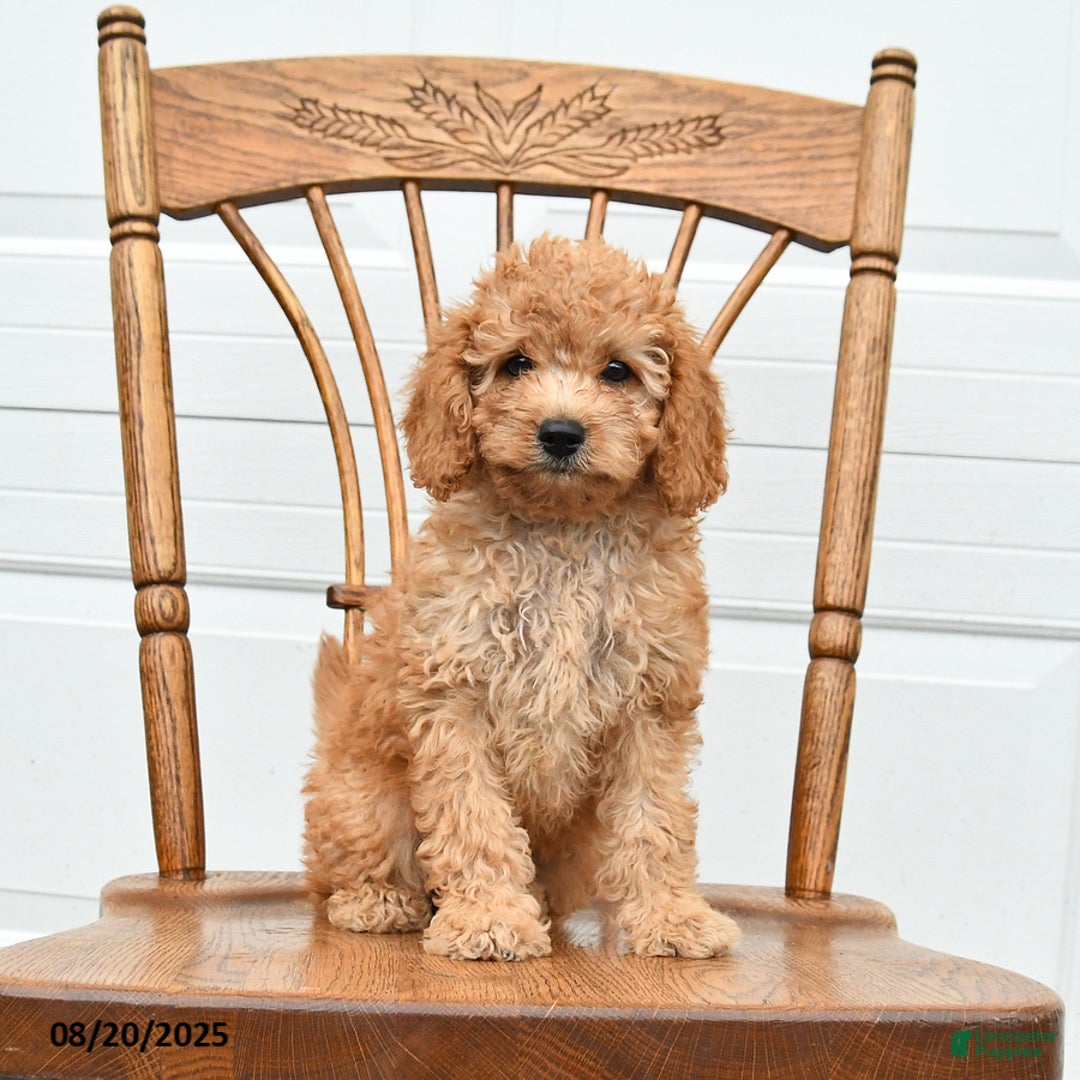 Cockapoo dogs for sale: Faith - Ad 14