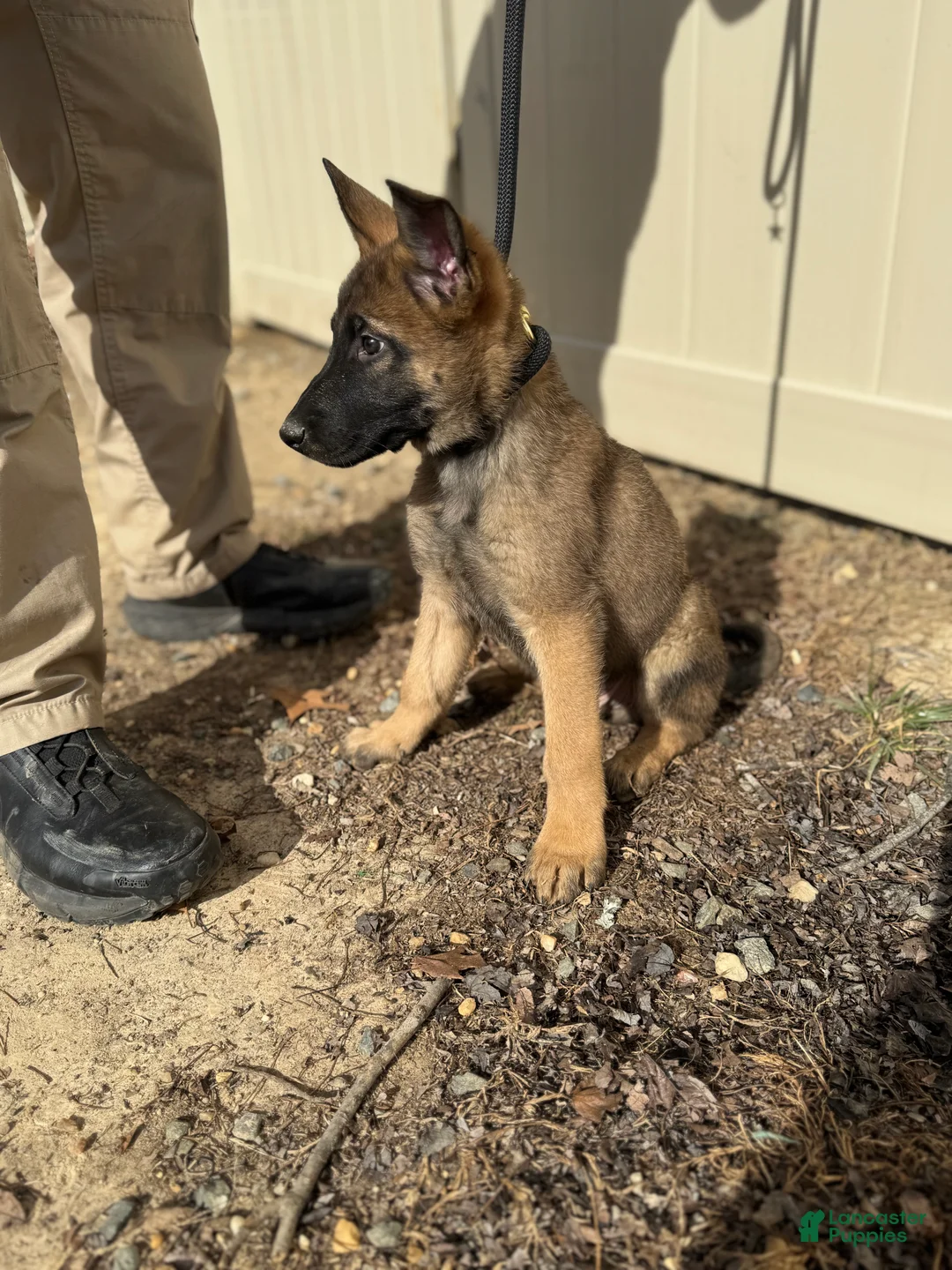 Mixed Breed dogs for sale: Black - Ad 2