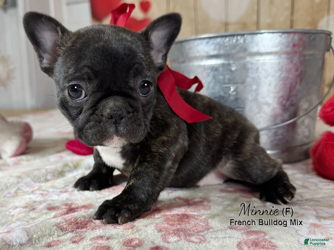 Mixed Breed dogs for sale: Minnie - Ad 3