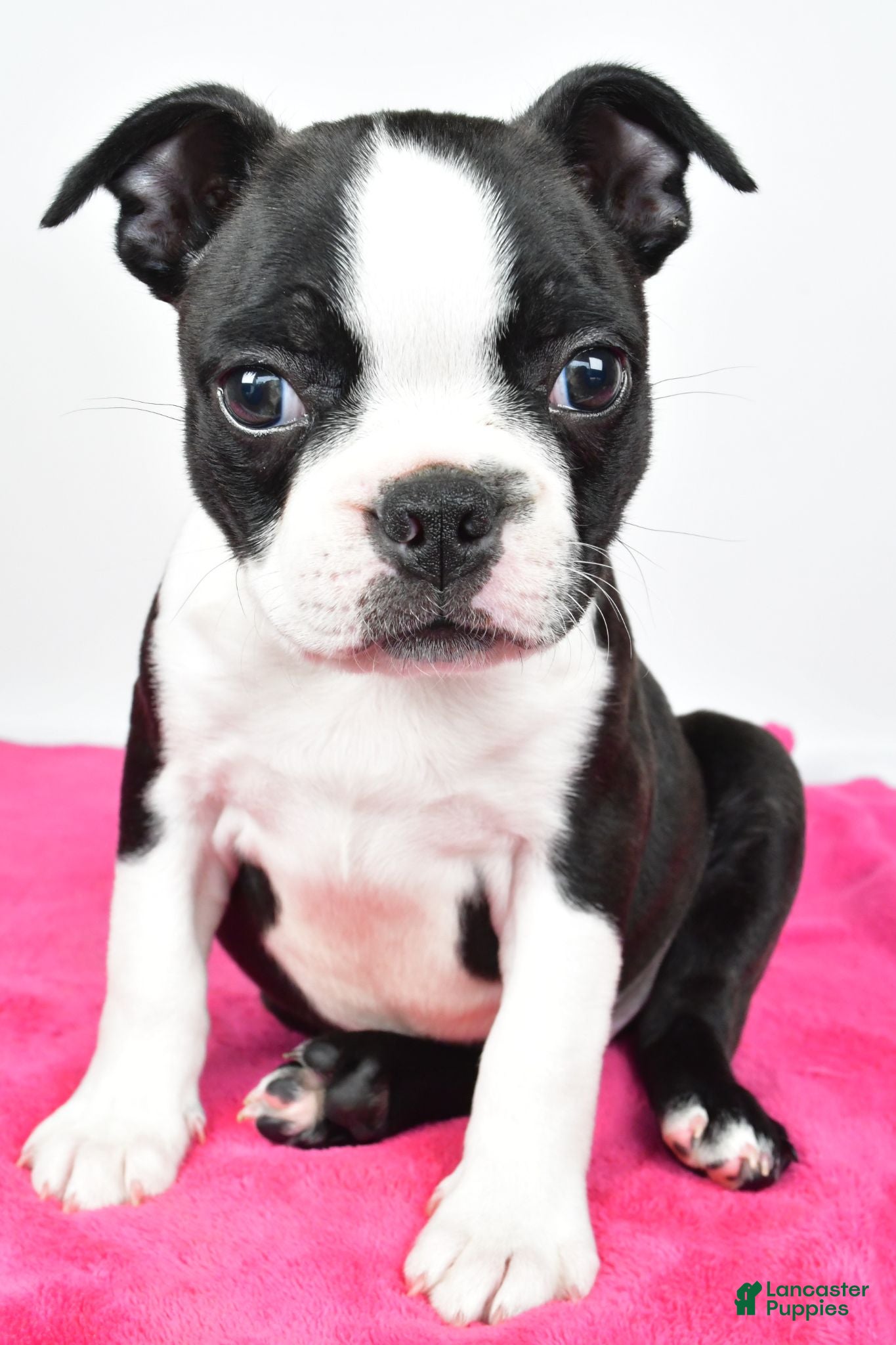 Boston Terrier dogs Violet - Ad 1