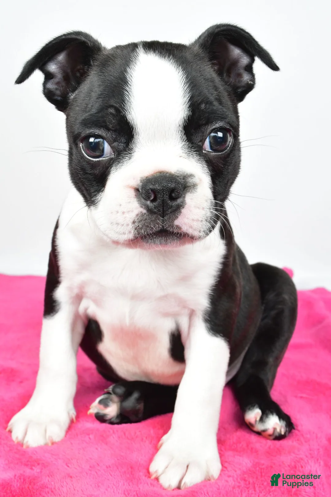 Boston Terrier dogs for sale: Violet - Ad 1