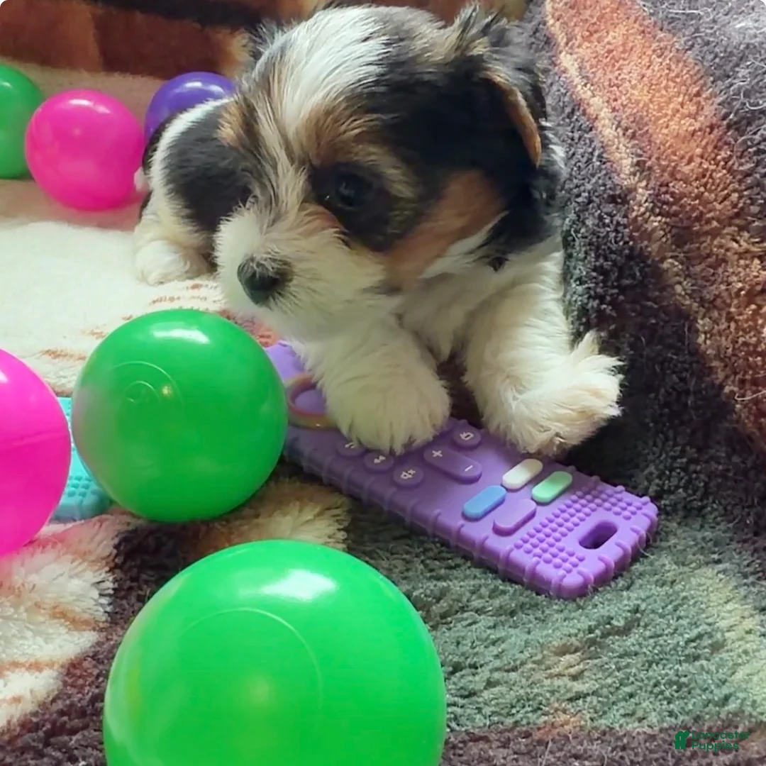 Yorkshire Terrier dogs for sale: Remi | Yorkshire Terrier 6 - Ad 1
