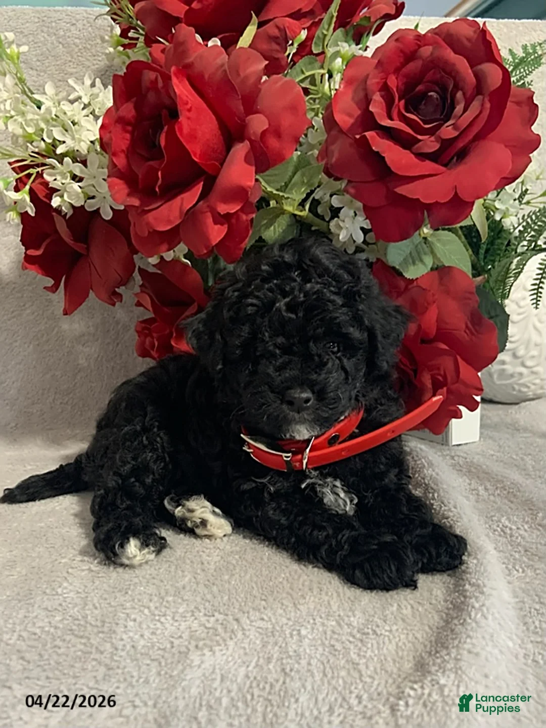 Toy Poodle dogs for sale: Rascal - Ad 2