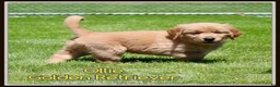 Golden Retriever dogs for sale: Ollie - Ad 1