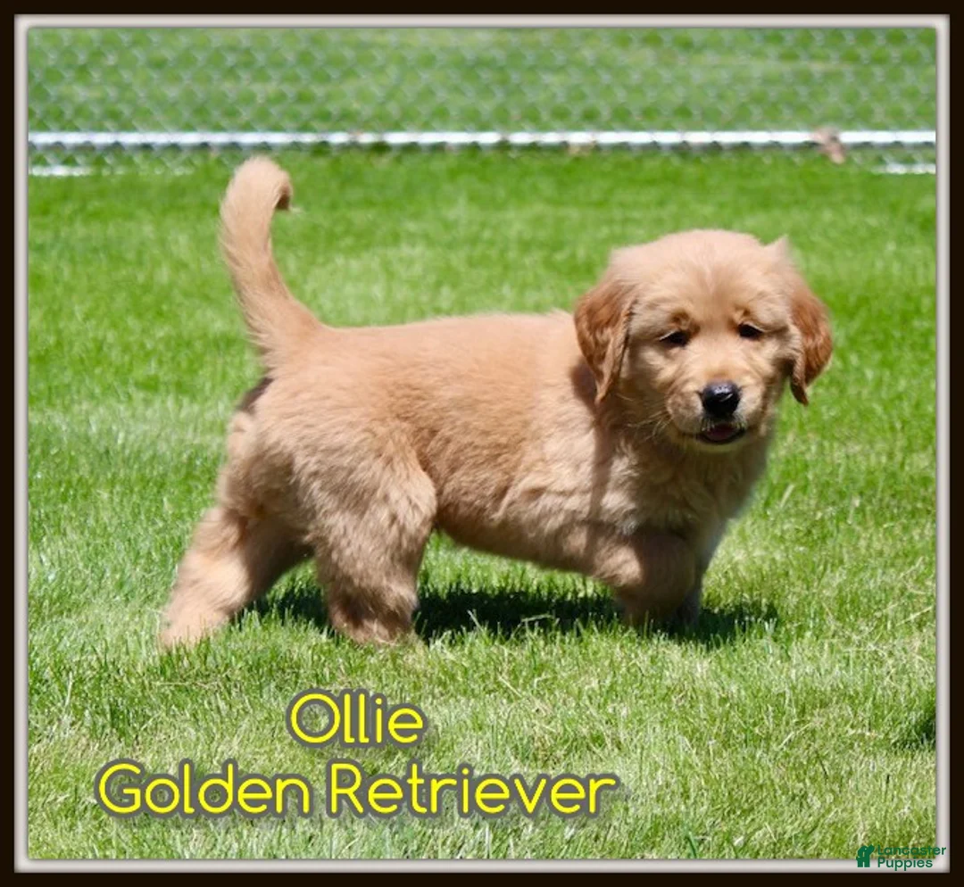 Golden Retriever dogs for sale: Ollie - Ad 1