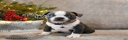 Boston Terrier dogs for sale: Chubby - Ad 1