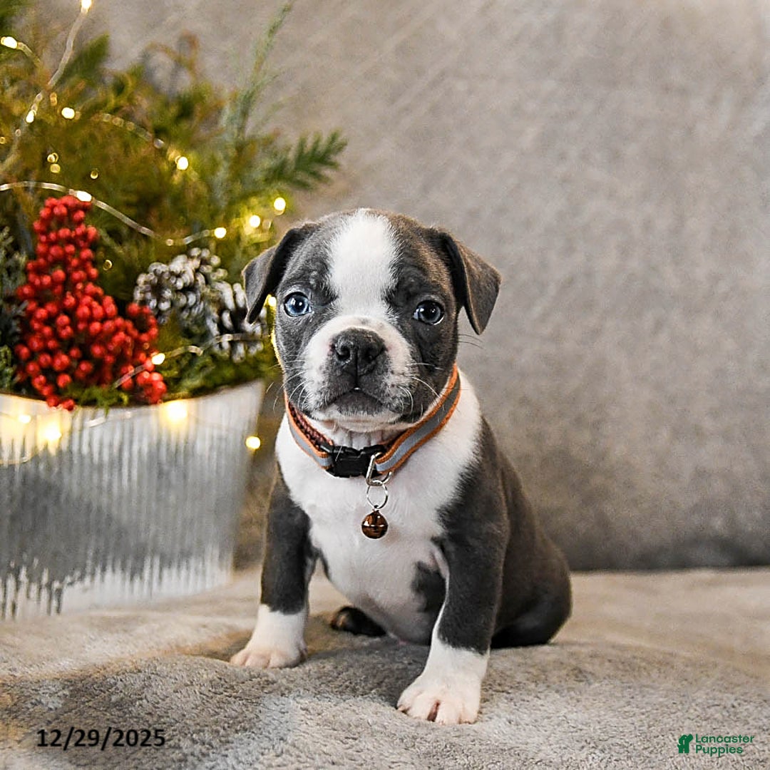 Boston Terrier dogs for sale: Chubby - Ad 1