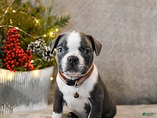 Boston Terrier dogs Chubby - Ad 28