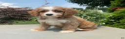 Cavapoo dogs for sale: Mickey - Ad 3