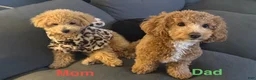 Bichpoo dogs for sale: Milo - Ad 5