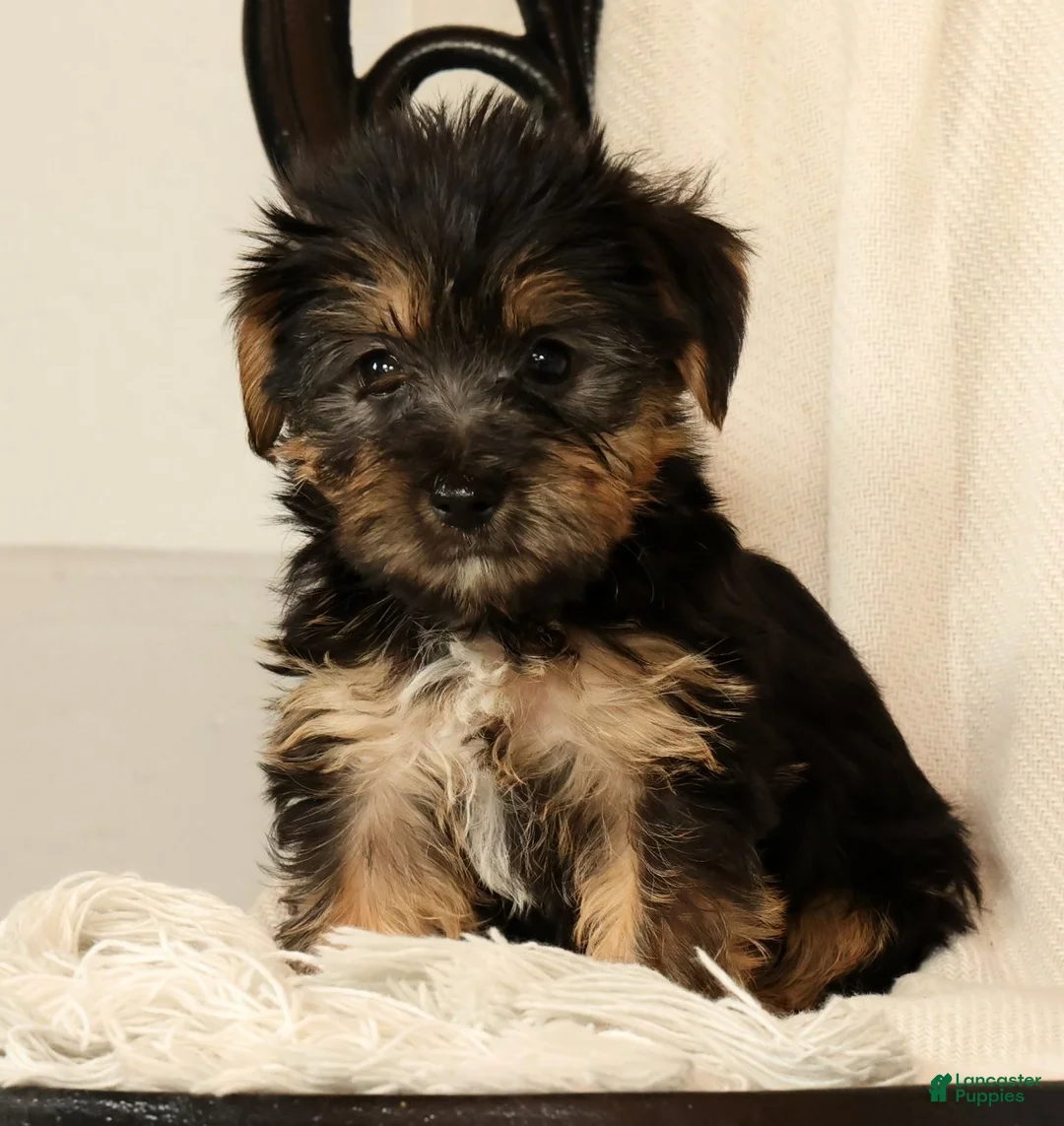 Yochon dogs for sale: Kennedi - Ad 2