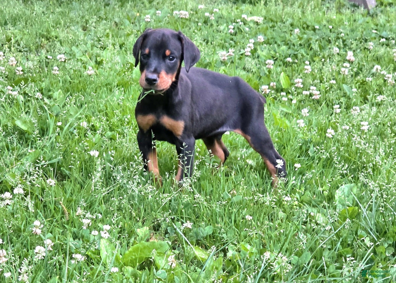 Doberman Pinscher dogs for sale: Griffin - Ad 4