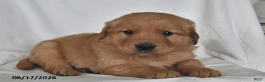 Milo